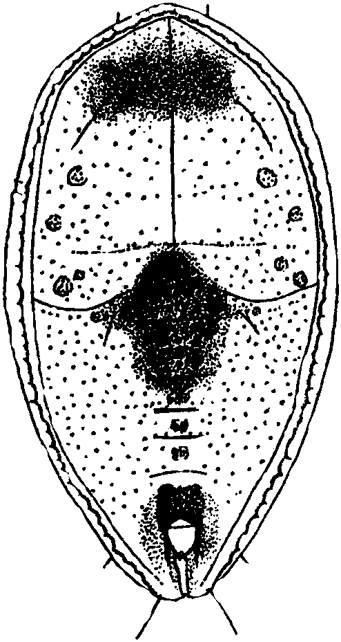 26.櫟粉虱